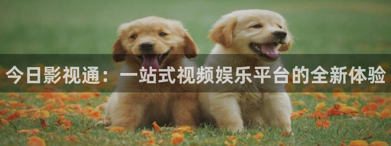 熊猫视频网站：今日影视通：一站式视频娱乐平台的全新体验